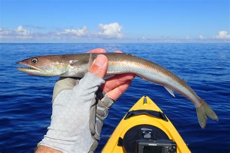 lizard fish|Fair warning to California anglers.